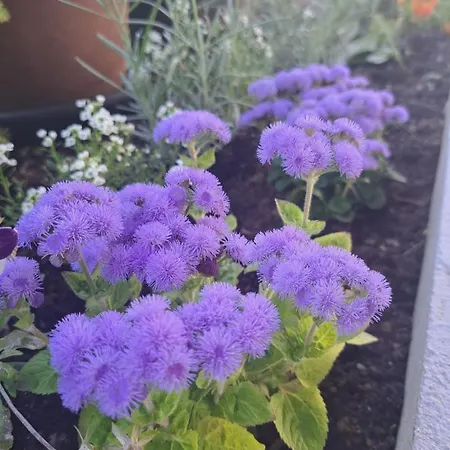 Lägenhet Papa's Place *