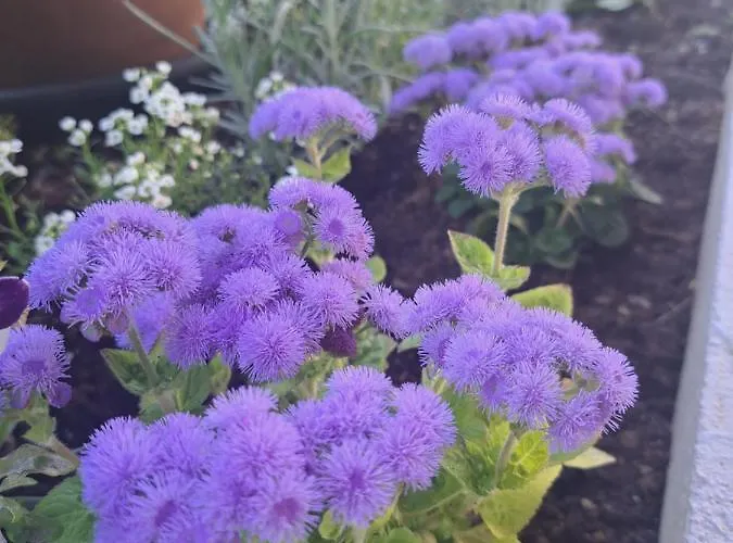 Appartamento Papa's Place *